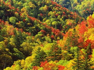 Обои деревья, цвета, осень, склоны, палитра, trees, color, autumn, the slopes, palette разрешение 1920x1080 Загрузить