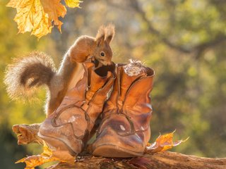 Обои листья, животные, осень, мышь, белка, ботинки, грызуны, leaves, animals, autumn, mouse, protein, shoes, rodents разрешение 2048x1365 Загрузить