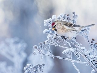 Обои трава, фон, мороз, иней, птица, чечётка, grass, background, frost, bird, tap dance разрешение 2048x1365 Загрузить