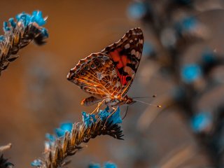 Обои макро, бабочка, боке, macro, butterfly, bokeh разрешение 2112x1188 Загрузить