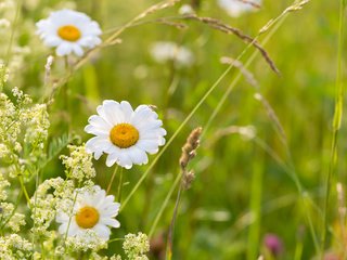 Обои цветы, трава, ромашки, полевые цветы, flowers, grass, chamomile, wildflowers разрешение 2304x1536 Загрузить