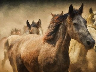 Обои лошади, кони, пыль, бег, табун, horse, horses, dust, running, the herd разрешение 1920x1080 Загрузить