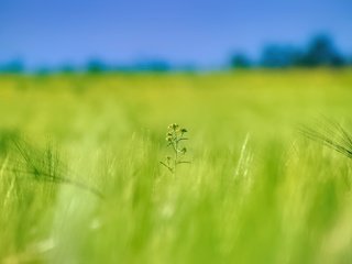 Обои цветок, поле, колосья, flower, field, ears разрешение 5184x3456 Загрузить