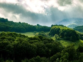 Обои небо, деревья, лес, лучи, the sky, trees, forest, rays разрешение 3840x2160 Загрузить