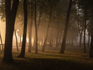 Обои деревья, парк, туман, trees, park, fog разрешение 2560x1677 Загрузить