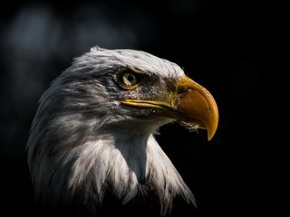 Обои фон, орел, птица, background, eagle, bird разрешение 3840x2160 Загрузить