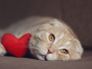 Обои морда, кот, кошка, лежит, сердце, рыжий, вислоухий, face, cat, lies, heart, red, fold разрешение 2000x1333 Загрузить