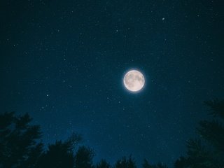 Обои небо, ночь, деревья, природа, звезды, луна, the sky, night, trees, nature, stars, the moon разрешение 4608x3072 Загрузить