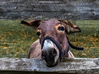 Обои морда, взгляд, ограждение, осел, ослик, face, look, the fence, donkey разрешение 5120x3414 Загрузить