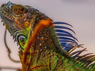 Обои природа, рептилия, игуана, nature, reptile, iguana разрешение 1920x1080 Загрузить