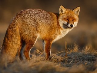 Обои природа, рыжая, лиса, nature, red, fox разрешение 2000x1250 Загрузить