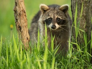 Обои трава, дерево, взгляд, мордашка, енот, grass, tree, look, face, raccoon разрешение 4672x3372 Загрузить