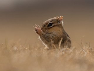 Обои трава, поле, мордашка, лапки, боке, бурундук, grass, field, face, legs, bokeh, chipmunk разрешение 3599x2580 Загрузить