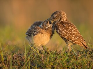 Обои трава, птицы, клюв, совы, сычи, grass, birds, beak, owls разрешение 3720x2501 Загрузить