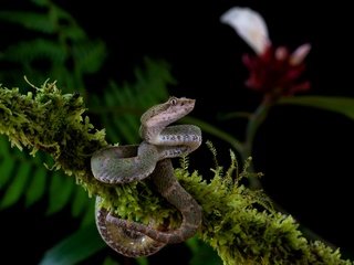 Обои ветка, цветок, змея, мох, черный фон, серая, branch, flower, snake, moss, black background, grey разрешение 3840x2556 Загрузить