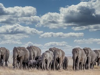 Обои африка, слоны, africa, elephants разрешение 3840x2160 Загрузить