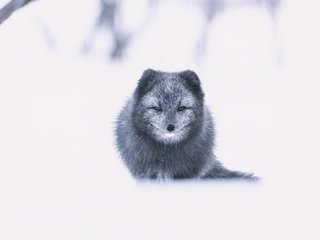 Обои морда, снег, зима, взгляд, песец, face, snow, winter, look, fox разрешение 2560x1440 Загрузить