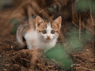 Обои мордочка, взгляд, котенок, размытость, малыш, muzzle, look, kitty, blur, baby разрешение 2560x1707 Загрузить