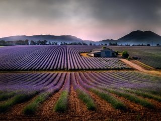 Обои горы, природа, пейзаж, поля, лаванда, дом, mountains, nature, landscape, field, lavender, house разрешение 4000x2250 Загрузить