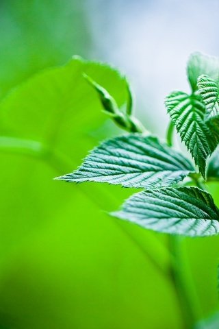 Обои природа, обои, растения, макро фото, мята, листья, зелёный, nature, wallpaper, plants, macro photo, mint, leaves, green разрешение 1920x1200 Загрузить