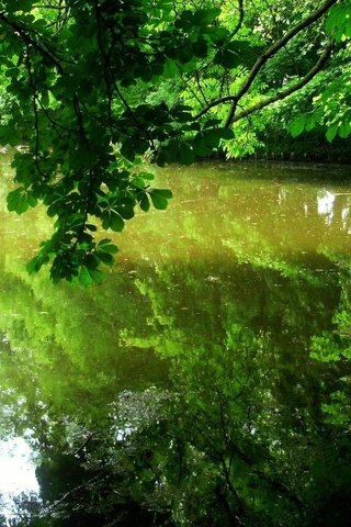 Обои деревья, листья, отражение, водоем, trees, leaves, reflection, pond разрешение 1920x1200 Загрузить