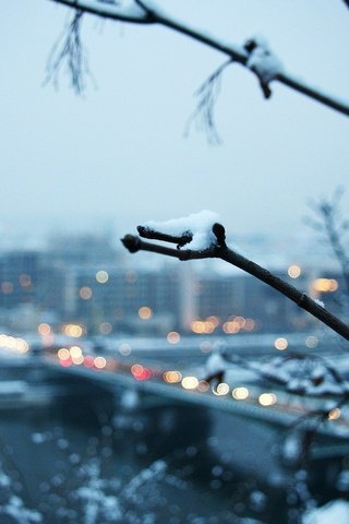 Обои ветка, снег, зима, город, branch, snow, winter, the city разрешение 1920x1200 Загрузить