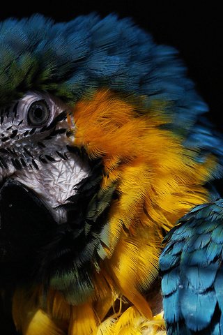 Обои попугай, the beautiful, macaw, parrot разрешение 1920x1200 Загрузить