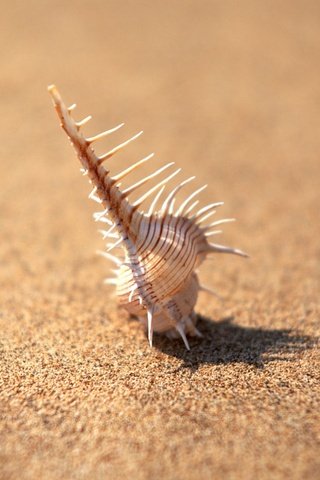 Обои фокус камеры, песок, минимализм, иголки, ракушка, the focus of the camera, sand, minimalism, needles, shell разрешение 1920x1440 Загрузить