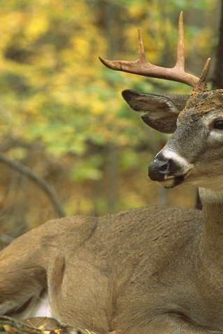 Обои северная америка, олень белохвостый, odocoileus virginianus, north america, white-tailed deer разрешение 1920x1200 Загрузить