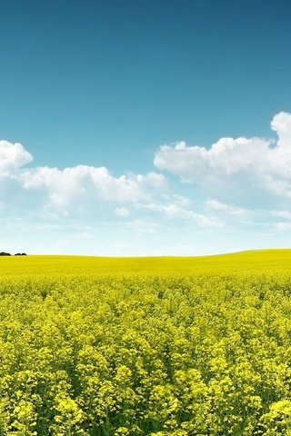 Обои небо, цветы, поле, the sky, flowers, field разрешение 1920x1200 Загрузить