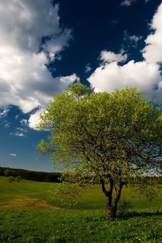 Обои небо, облака, дерево, лес, поле, the sky, clouds, tree, forest, field разрешение 1920x1200 Загрузить