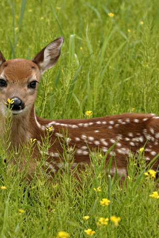 Обои трава, зелень, олень, взгляд, grass, greens, deer, look разрешение 1920x1200 Загрузить