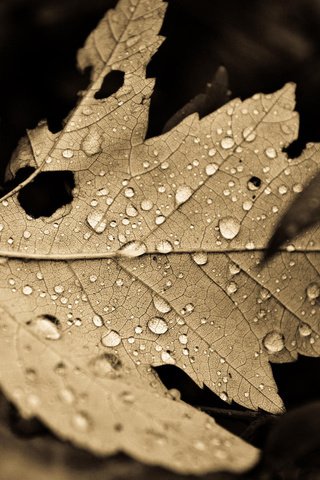 Обои природа, обои, листья, макро, фон, капли, листок, nature, wallpaper, leaves, macro, background, drops, leaf разрешение 1920x1200 Загрузить