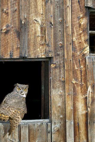 Обои сова, птицы, окно, сарай, owl, birds, window, the barn разрешение 1920x1200 Загрузить