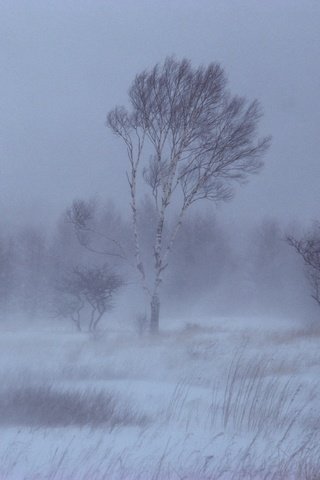 Обои деревья, снег, зима, береза, trees, snow, winter, birch разрешение 1920x1440 Загрузить