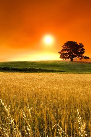 Обои солнце, поле, горизонт, колоски, the sun, field, horizon, spikelets разрешение 2560x1600 Загрузить