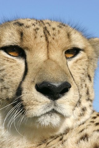 Обои глаза, гепард, голова, eyes, cheetah, head разрешение 2560x1600 Загрузить