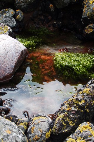 Обои вода, скалы, камни, мох, лужа, водоросли, отражения отражений, water, rocks, stones, moss, puddle, algae, reflections reflections разрешение 3008x2000 Загрузить