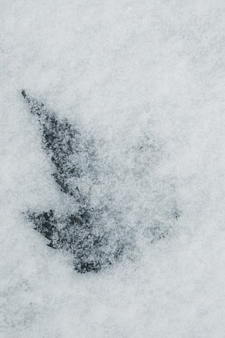 Обои снег, зима, белый, лист, snow, winter, white, sheet разрешение 1920x1200 Загрузить