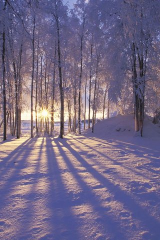 Обои солнце, снег, лес, зима, иней, деревья. лучи, the sun, snow, forest, winter, frost, trees. rays разрешение 1920x1200 Загрузить