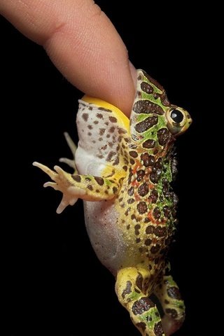 Обои палец, лягушка, черный фон, finger, frog, black background разрешение 1920x1200 Загрузить