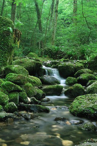 Обои зелень, лес, ручей, тишина, greens, forest, stream, silence разрешение 2560x1600 Загрузить