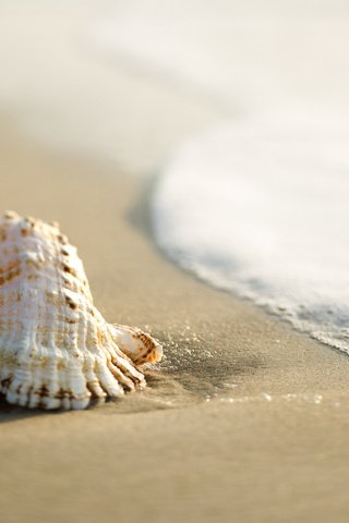 Обои море, песок, прибой, ракушка, sea, sand, surf, shell разрешение 1920x1200 Загрузить
