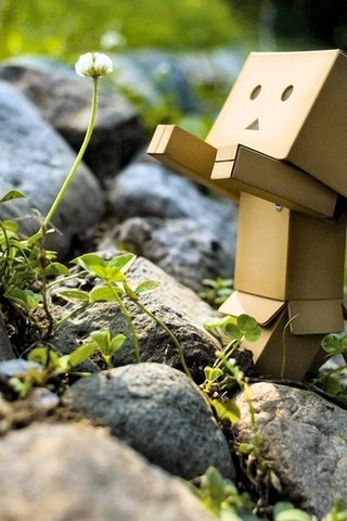 Обои природа, цветком, камни, короб, зелень, цветок, робот, игрушечная, danboard, данбо, одуваньчик, oduvanchik, nature, stones, box, greens, flower, robot, toy, danbo разрешение 1920x1080 Загрузить