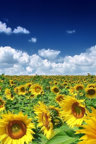 Обои облака, поле, подсолнухи, clouds, field, sunflowers разрешение 1920x1200 Загрузить