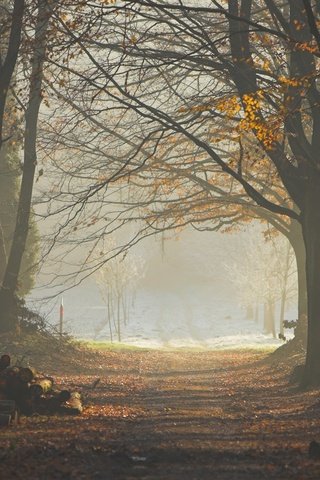 Обои деревья, лес, листья, туман, тропа, бревна, trees, forest, leaves, fog, trail, logs разрешение 1920x1200 Загрузить