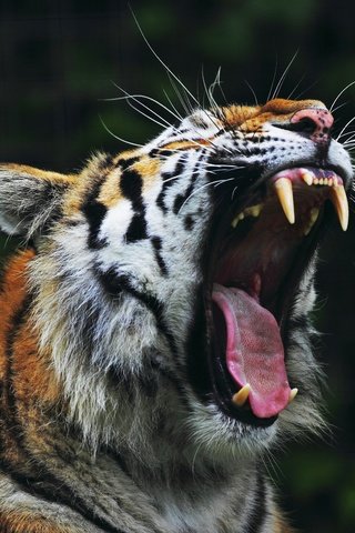 Обои тигр, клыки, пасть, tiger, fangs, mouth разрешение 4770x3510 Загрузить