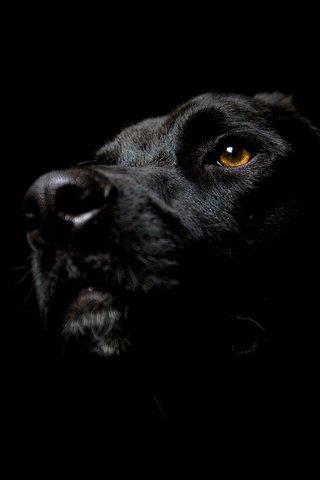 Обои мордочка, взгляд, собака, черный фон, глаз, морда в тени, пятак, лабрадор ретривер, muzzle, look, dog, black background, eyes, face in the shadows, penny, labrador retriever разрешение 2560x1600 Загрузить