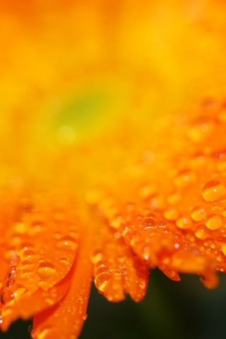 Обои капли, лепестки, оранжевый, гербера, drops, petals, orange, gerbera разрешение 1920x1200 Загрузить