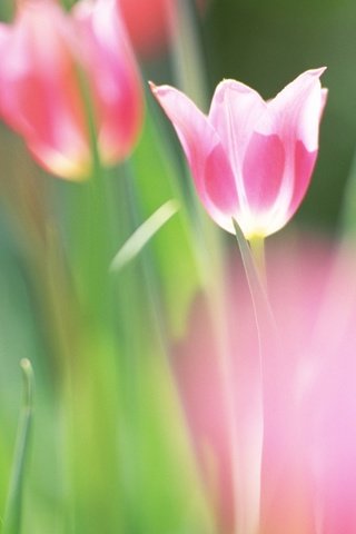 Обои цветы, тюльпаны, природа, яркость, зелень, цвета, листья, краски, размытость, весна, flowers, tulips, nature, brightness, greens, color, leaves, paint, blur, spring разрешение 1920x1200 Загрузить